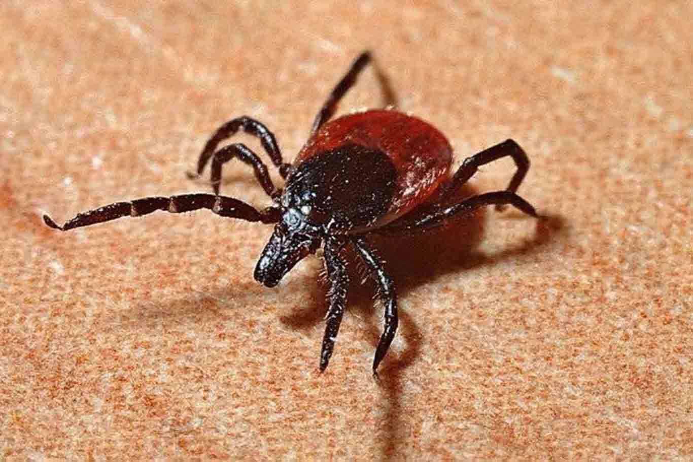 Yaz geldi kenelere dikkat